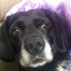 Meet your Posher, Sam